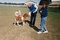 Ray Suring mini horses5